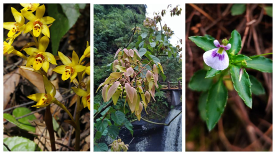 植物.png